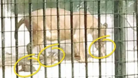 DSV Dolj: Cei patru pui de leu de la Zoo au fost născuţi prematur şi au murit în primele 12 ore