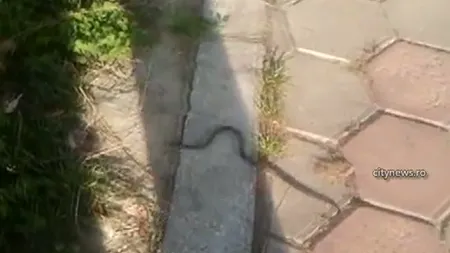 Şerpii au ieşit la plimbare pe străzile din Baia Mare VIDEO
