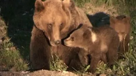 Bărbat de 60 de ani atacat de un urs într-o comună din Sibiu