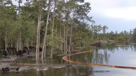 VIDEO DRAMATIC: O pădure, ÎNGHIŢITĂ de pământ în câteva secunde