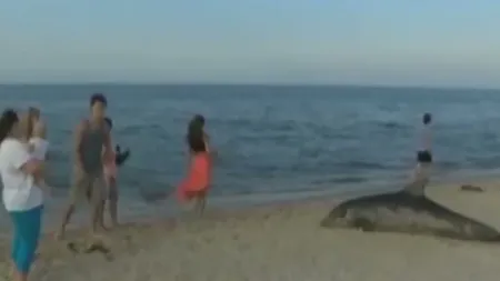 Sute de delfini, găsiţi morţi pe plajele americane VIDEO