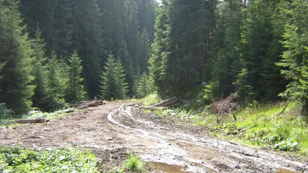 Drumul forestier de la Nucşoara a fost deblocat