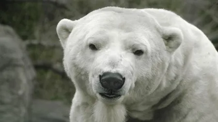 Ursul polar Gus, principala atracţie a grădinii zoologice din New York, a murit