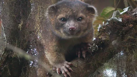 O nouă specie de mamifer, care seamănă cu un ursuleţ de pluş, descoperită în America de Sud FOTO