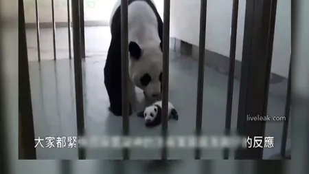 Moment emoţionant la zoo: Un panda se reîntâlneşte cu puiul său, după ce au fost separaţi VIDEO