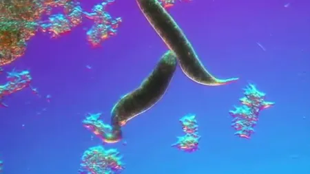 Câte organisme vii încap într-un strop de apă? Răspunsul în VIDEO