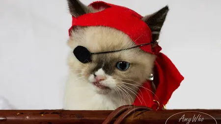 Cel mai adorabil pirat din lume: Pisicuţa cu un ochi a devenit vedetă FOTO