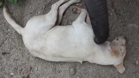Ce face un pui de elefant poznaş pentru a trezi un câine VIDEO