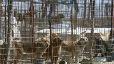 Aproape 70 de câini au fost adoptaţi în două zile din adăposturile municipalităţii