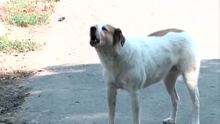 Primele sancţiuni în cazul copilului mort după ce a fost muşcat de câini