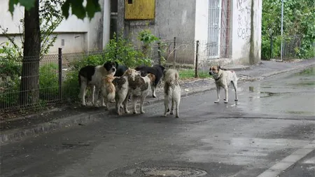 ŞOCANT: Copil UCIS de câini, în Capitală