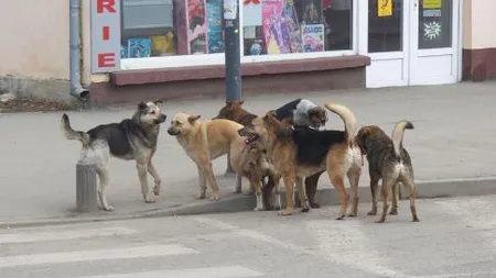 8.600 de bucureşteni au fost muşcaţi de câini de la începutul anului