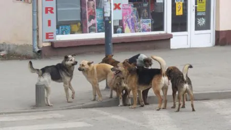Crin Antonescu: Referendumul privind câinii fără stăpân este inutil, chiar jenant