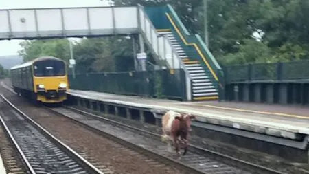 O vacă a dat peste cap mersurilor trenurilor, în Anglia. Pasagerii au asistat două ore la plimbarea ei FOTO
