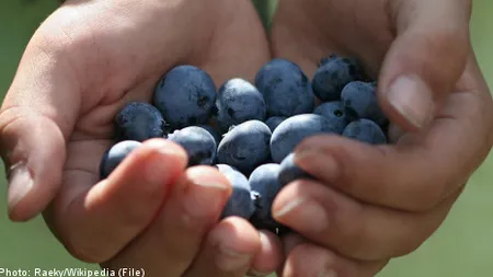 De ce merg imigranţii la cules de fructe? Vezi ce răspuns dă The Guardian