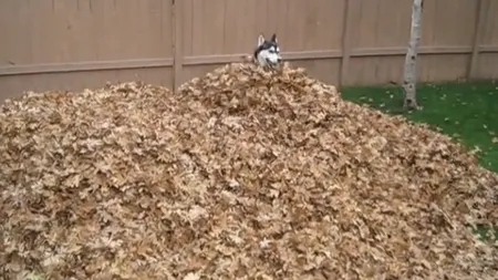 Căţeii adoră toamna: Ce face un câine nebunatic când vede un morman de frunze VIDEO