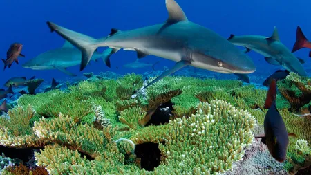 Pescuitul excesiv al rechinilor ameninţă coralii