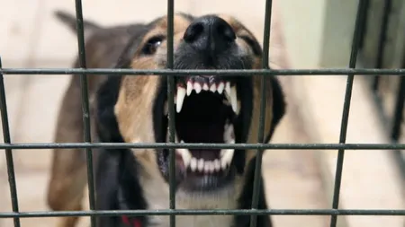 Scandal în Sectorul 1 între poliţişti şi iubitori de animale. Hingherii adună câini maidanezi găsiţi pe străzi