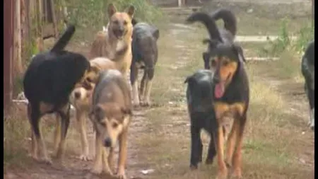 Iubitorii de animale din Ploieşti ar putea păstra câinii în adăpost contra unei taxe