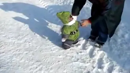 Cea mai simpatică maimuţă, în haine de IARNĂ. Vezi cum se zbenguie ca un copil în zăpadă VIDEO