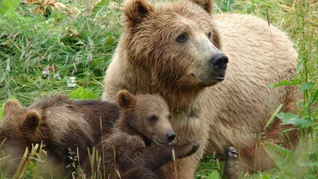 O ursoaică cu pui a atacat două persoane care încercau să o alunge, în Dâmboviţa