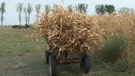 Un bărbat din Slobozia Mândra a murit după ce a căzut dintr-o căruţă