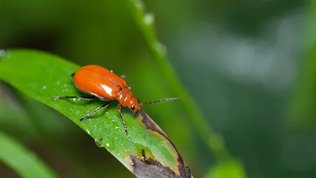 Incredibil, dar adevărat: Viaţa sexuală a insectelor poate prezice vremea