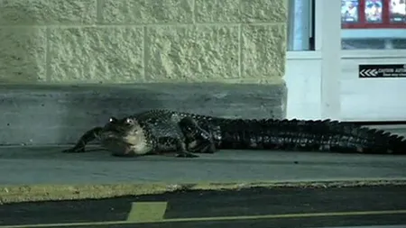 Aligatorul pasionat de cumpărături: Reptila a vizitat un supermarket din Florida VIDEO