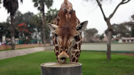 Provocarea GIRAFEI de pe FACEBOOK. Utilizatorii îşi schimbă POZA de PROFIL fără motiv. Ai CURAJ să încerci?