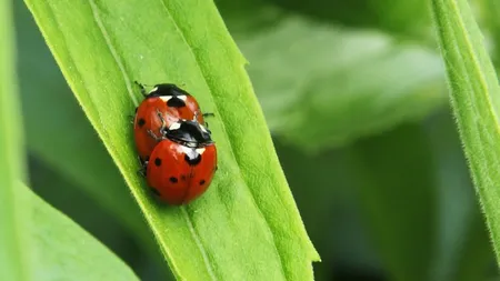 Insectele sunt şi ele homosexuale, dar în mod accidental