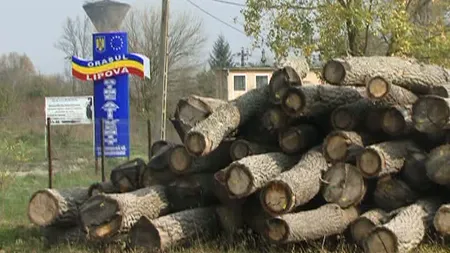 Descinderi la hoţii de lemne din Arad. Patru oameni au cărat peste 1.000 de arbori peste graniţă