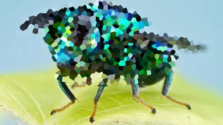 Uimitoarea lume MACROSCOPICĂ a insectelor: Vezi cât de colorată este o MUSCĂ văzută de aproape FOTO