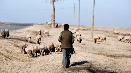 Cioban în stare gravă după ce s-a îmbolnăvit de la oi. Are o boală extrem de rară