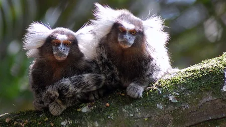 Maimuţele cunosc arta conversaţiei: Aşteaptă ca interlocutorul să termine ce are de spus