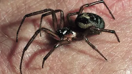 A fost muşcat de un păianjen VENINOS şi a fost la un pas de a-şi pierde piciorul FOTO