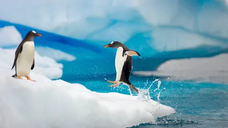 Pinguinilor li se dau medicamente împotriva depresiei din cauza climei
