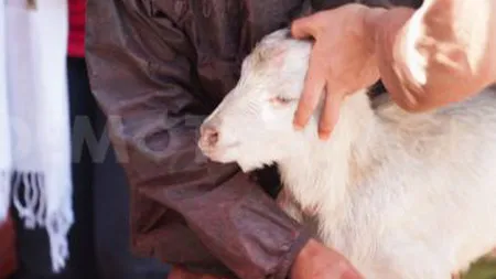 Lituania vrea să legalizeze SACRIFICAREA RITUALĂ a ANIMALELOR