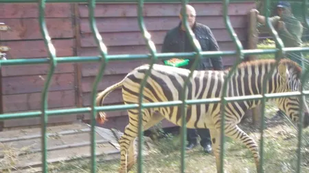 Tragedie la Zoo Timişoara: Zebra a murit înecată, iar şeful Direcţiei de Mediu a fost rănit