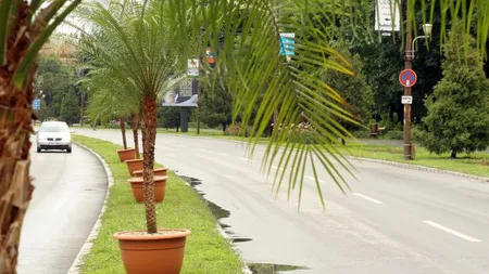 Oraşele din România, înfrumuseţate cu copaci exotici