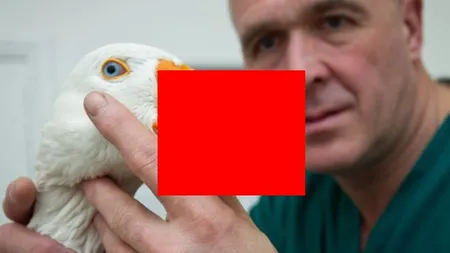 Istorisirea GÂŞTEI cu CIOCUL de PLASTIC: Cum o pasăre a fost salvată de la MOARTE printr-o proteză inedită