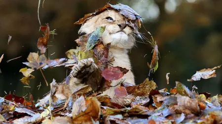 Cel mai adorabil pui de leu: Cum reacţionează când vede un morman de frunze FOTO