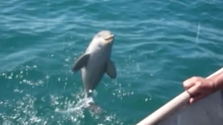 Gest emoţionant: Cum le mulţumeşte un delfin oamenilor pentru că l-au eliberat VIDEO