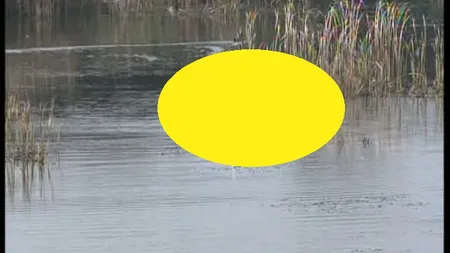 Apariţie uluitoare pe un lac din România. Localnicilor nu le-a venit să creadă ce le văd ochii VIDEO
