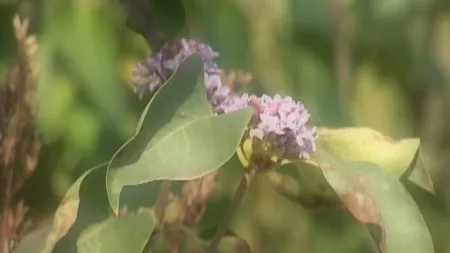 Primăvară în Bărăgan, liliacul şi iasomia au înflorit din nou VIDEO