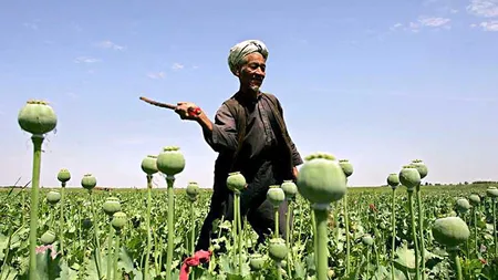 Suprafeţele cultivate cu opiu au atins un nivel record în 2013 în Afganistan