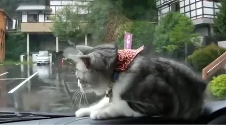 Cum reacţionează o pisică nebunatică când vede ştergătoarele de parbriz VIDEO