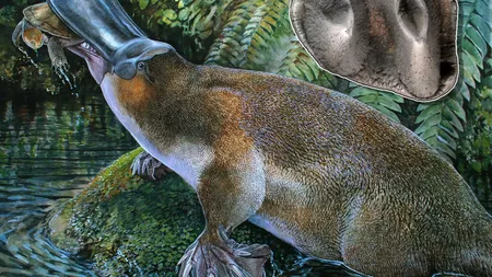 Fosila unui ornitorinc gigantic, descoperită în Australia