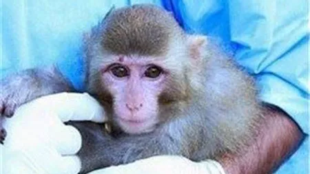 Iran ar fi trimis a doua maimuţă în spaţiu