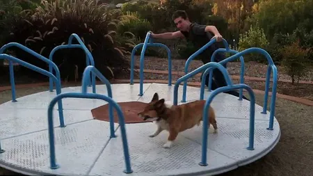 Un câine zăpăcit: Aleargă în cerc, fără oprire,într-un carusel pentru copii VIDEO