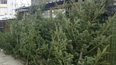 Comercianţii de pomi de Crăciun din Bucureşti, verificaţi de poliţişti
